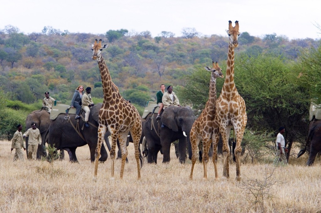 Environnement : quelles sont les principales menaces pour la faune et la flore africaines ?