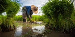 Égypte : les petits agriculteurs croulent sous les dettes